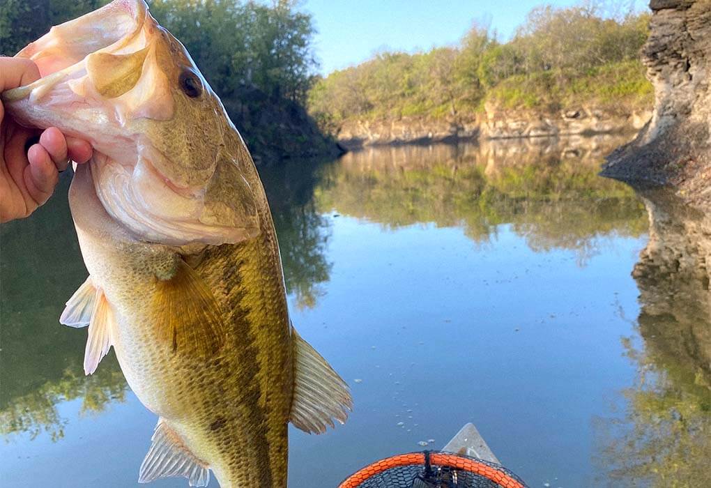 Holding a bass from a kayak in October