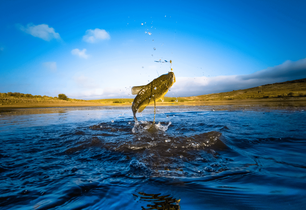 bass fish striking bait from water