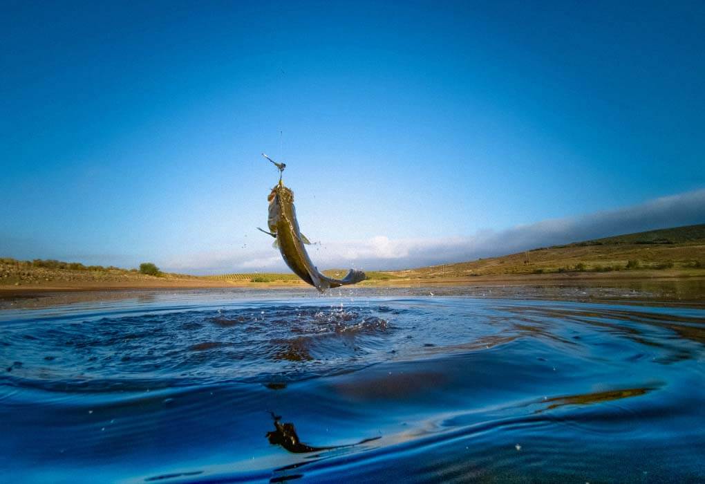 bass fish striking for lure