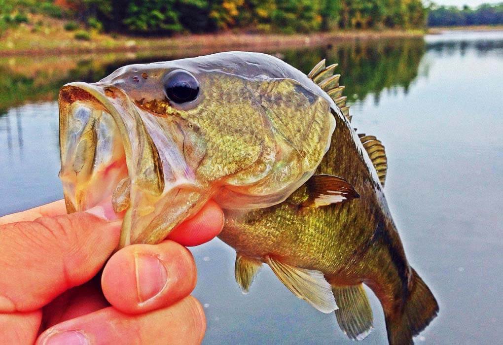 bass fishing with braided fishing line