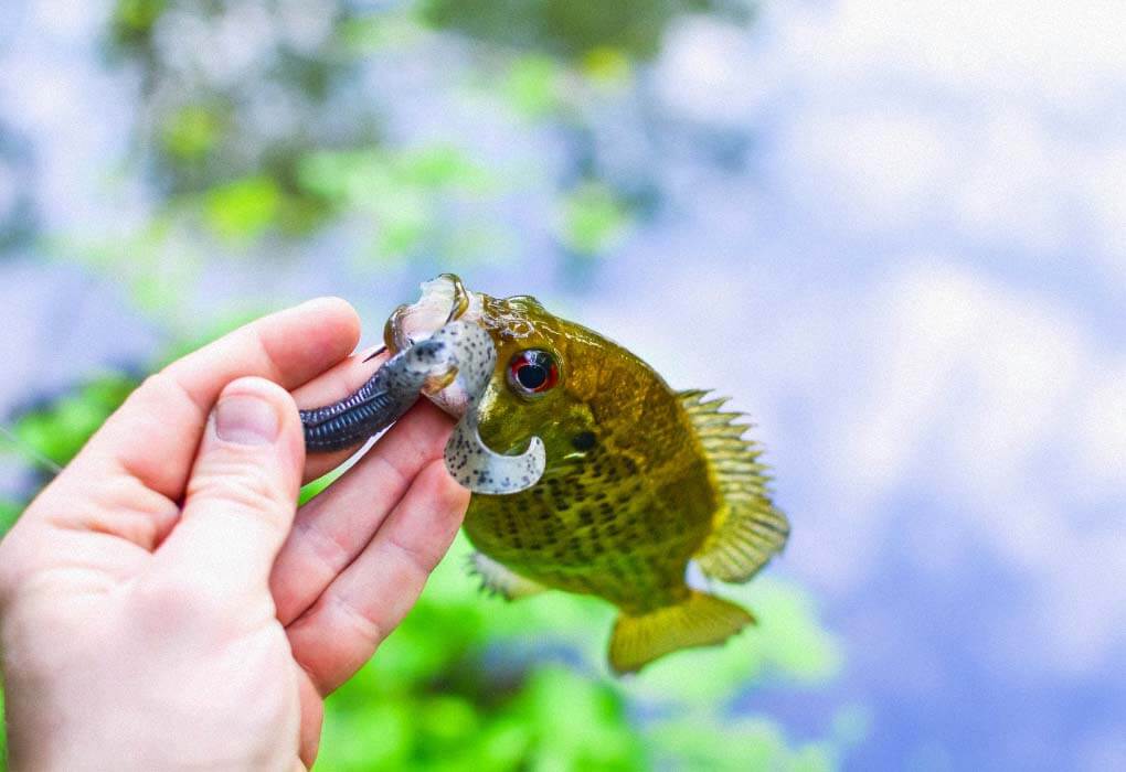 twister tail grub lure and bass fish