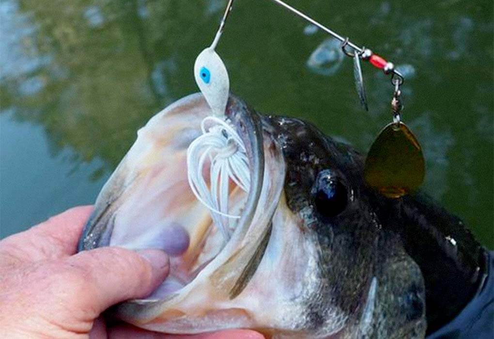 best lures for bass fishing - spinnerbaits