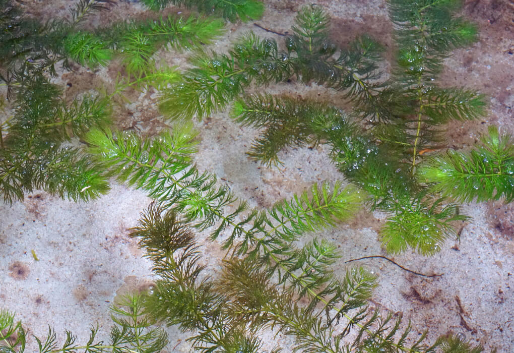 hydrilla underwater