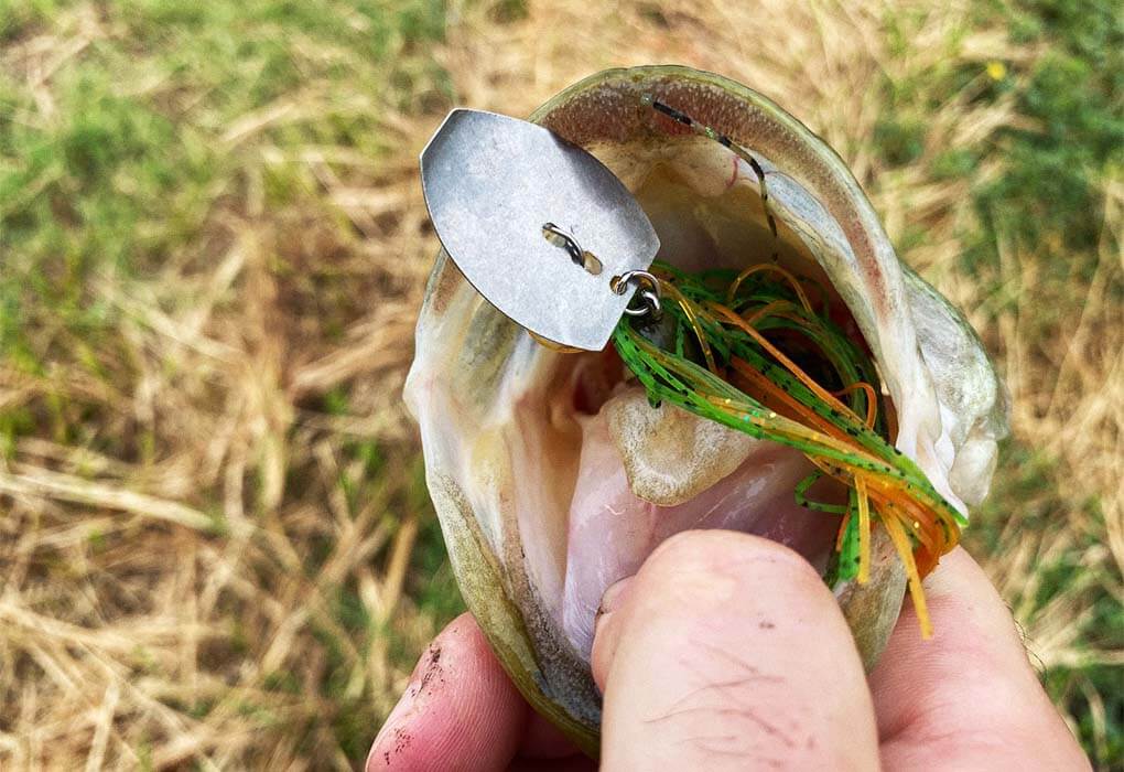 bass fish caught with a chatterbait