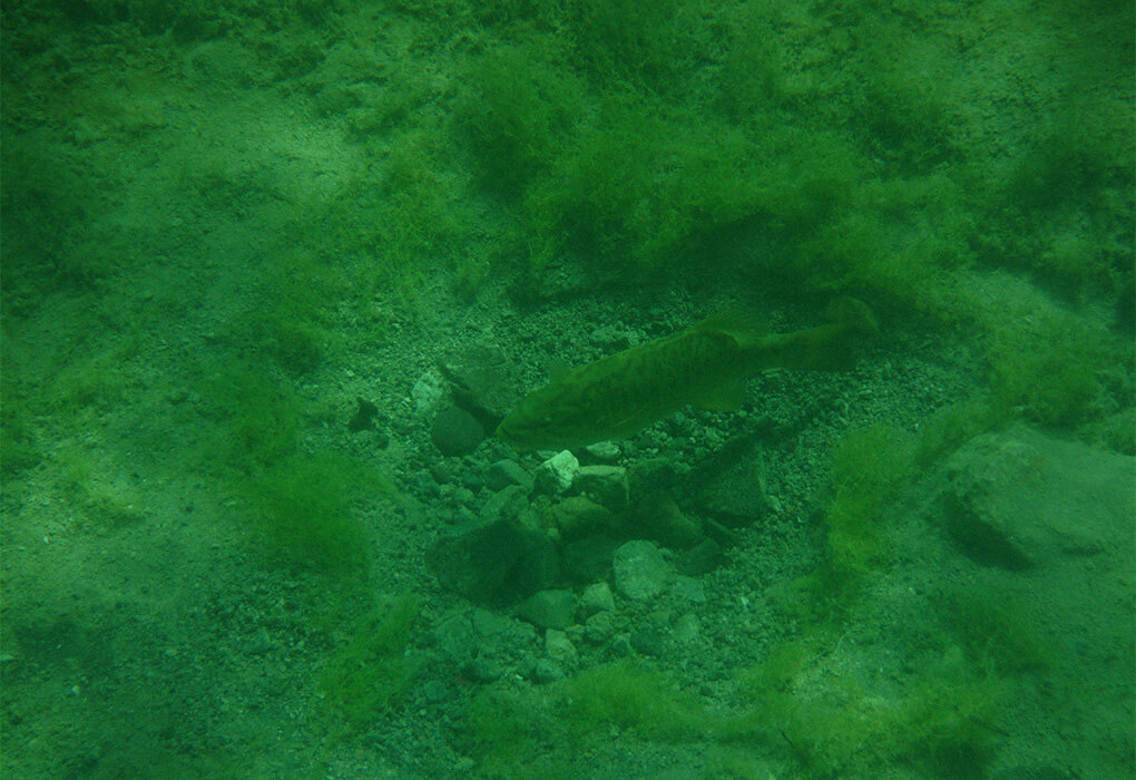 nest of a bass fish