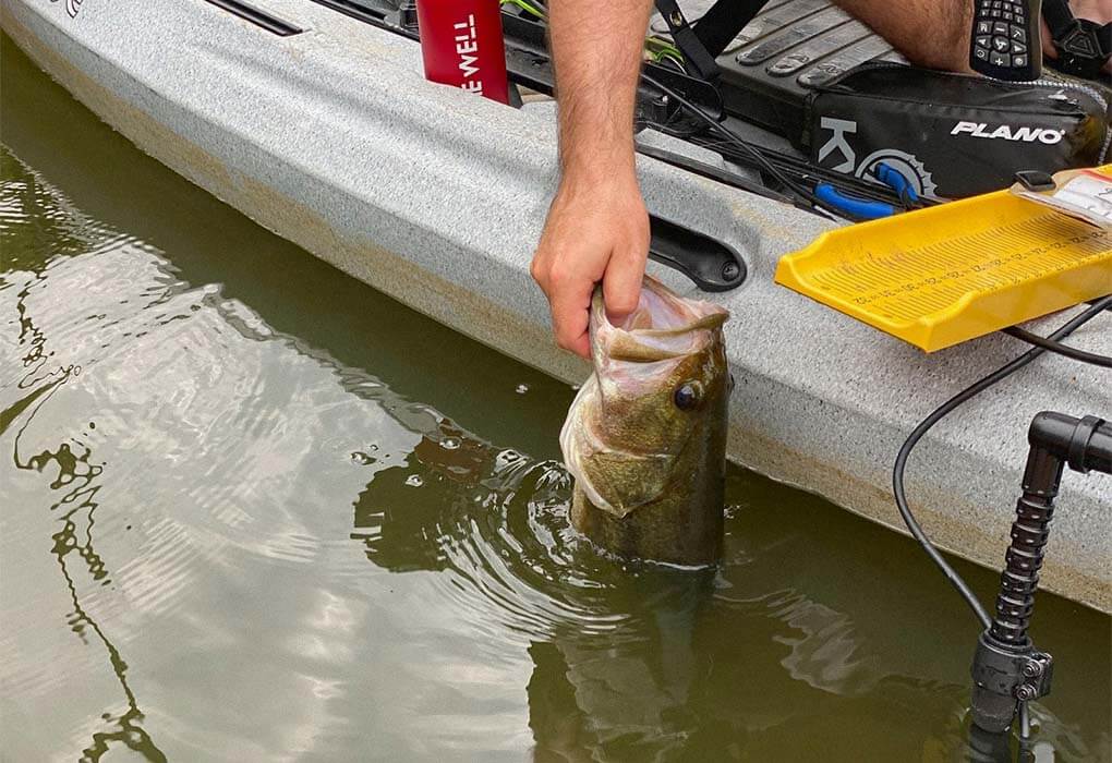 bass fish in murky water