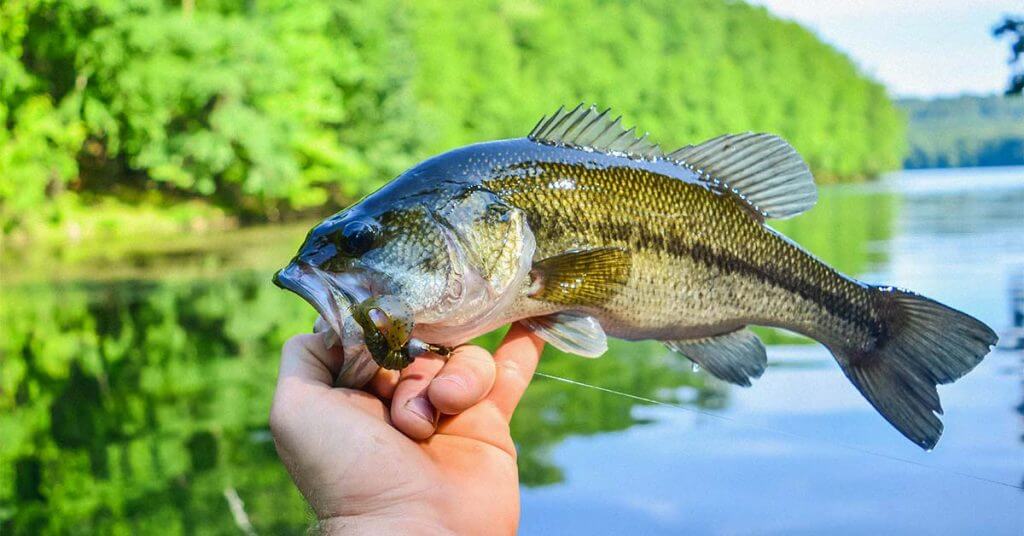 Smallmouth Bass Fishing 101: Everything You Need To Know