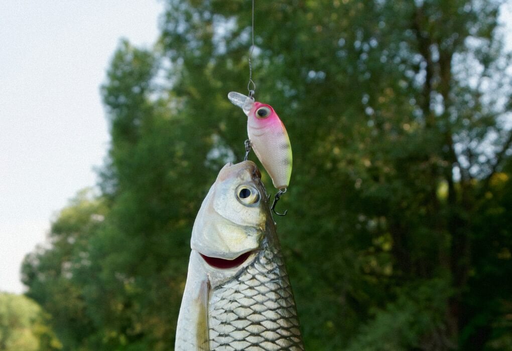 crankbaits - bass fishing lures