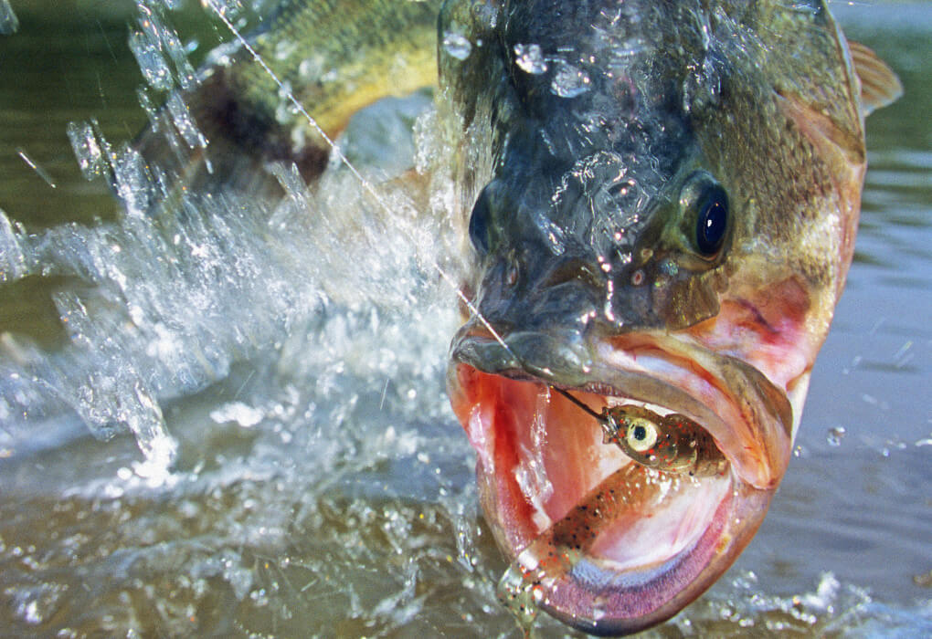 bass fish striking a bait