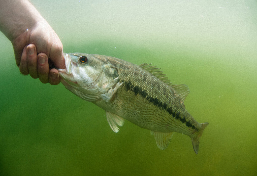 mean mouth bass - spawned from a smallmouth and spotted bass mating