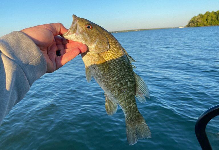 What’s A Mean Mouth Bass? Interesting Hybrid Bass Research