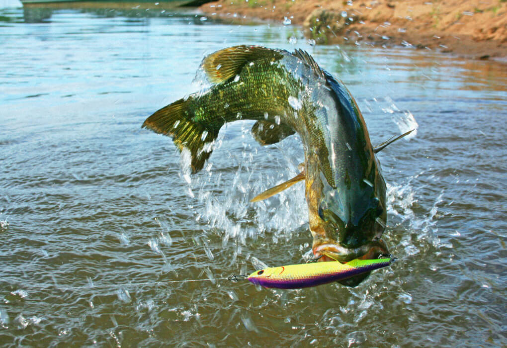 smallmouth bass striking a lure