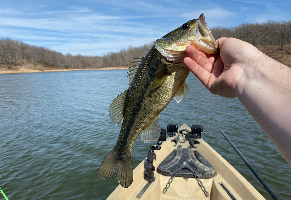 bass fish during spawn season