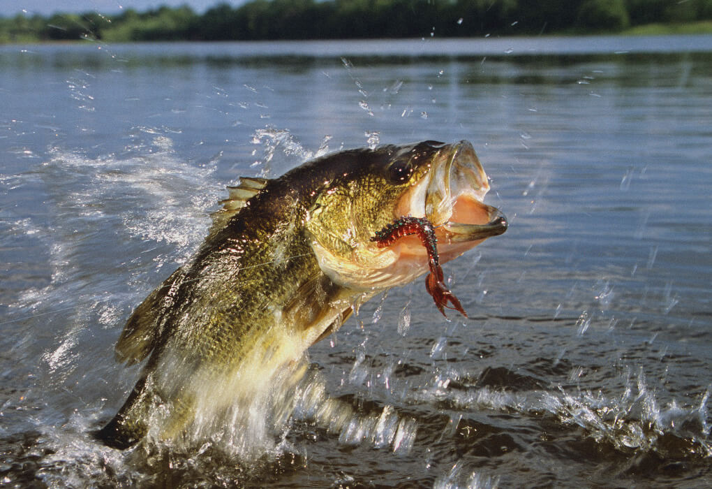 largemouth bass striking for lure