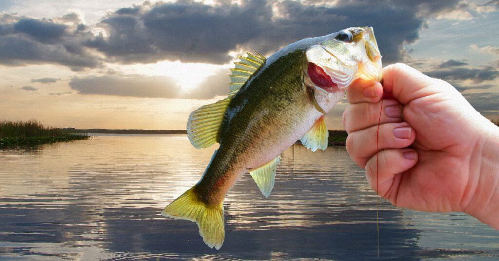 Bass Fishing Near Me: Interactive Map for The Best Bass Fishing 