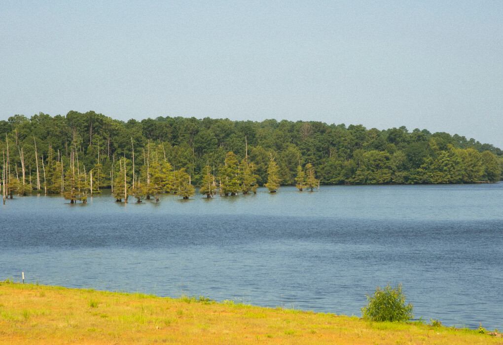 D’Arbonne Lake - Louisiana Bass Fishing