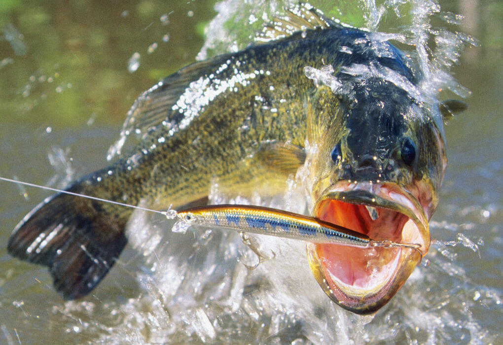 largemouth bass stirking a lure