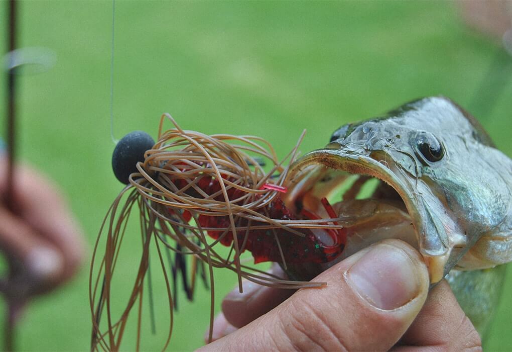 bass caught using a jig lure