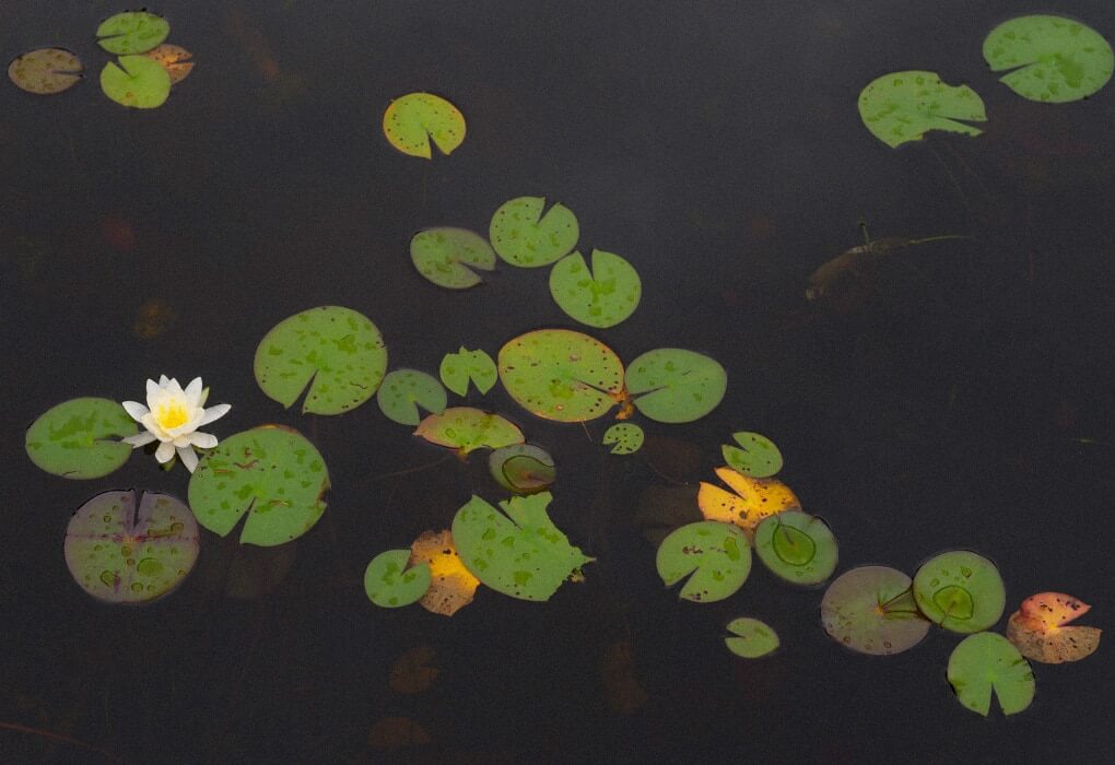 lily pads on the water