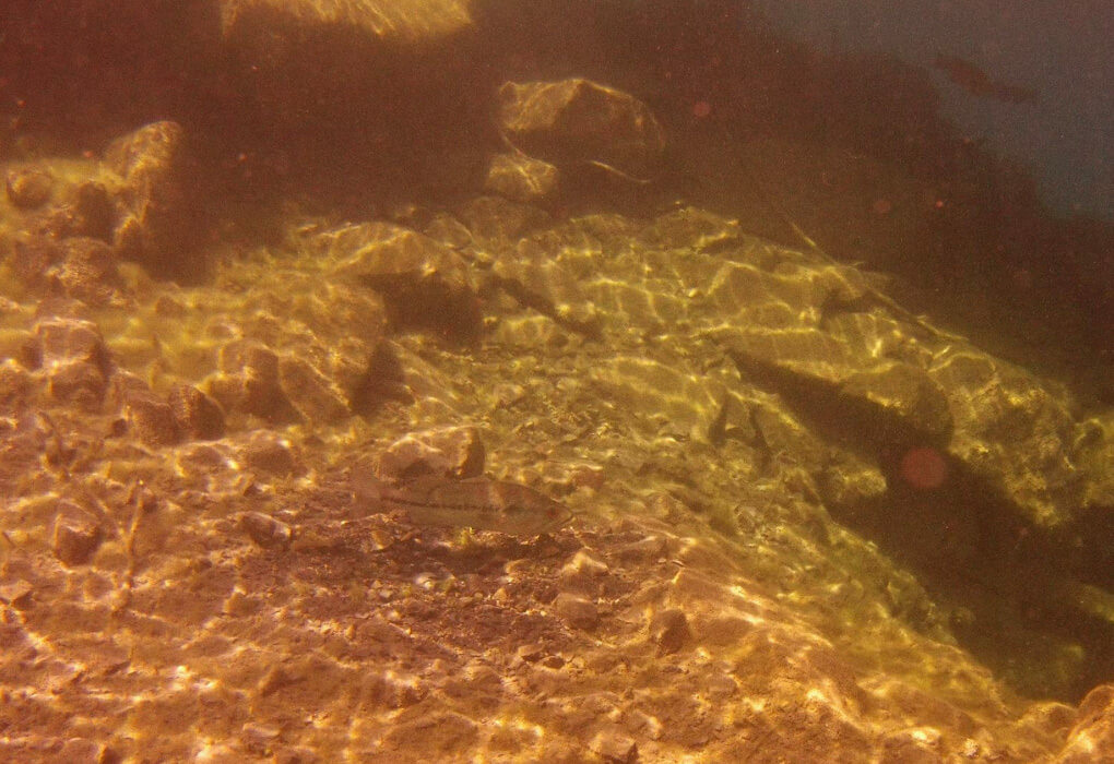 largemouth bass guarding his nest