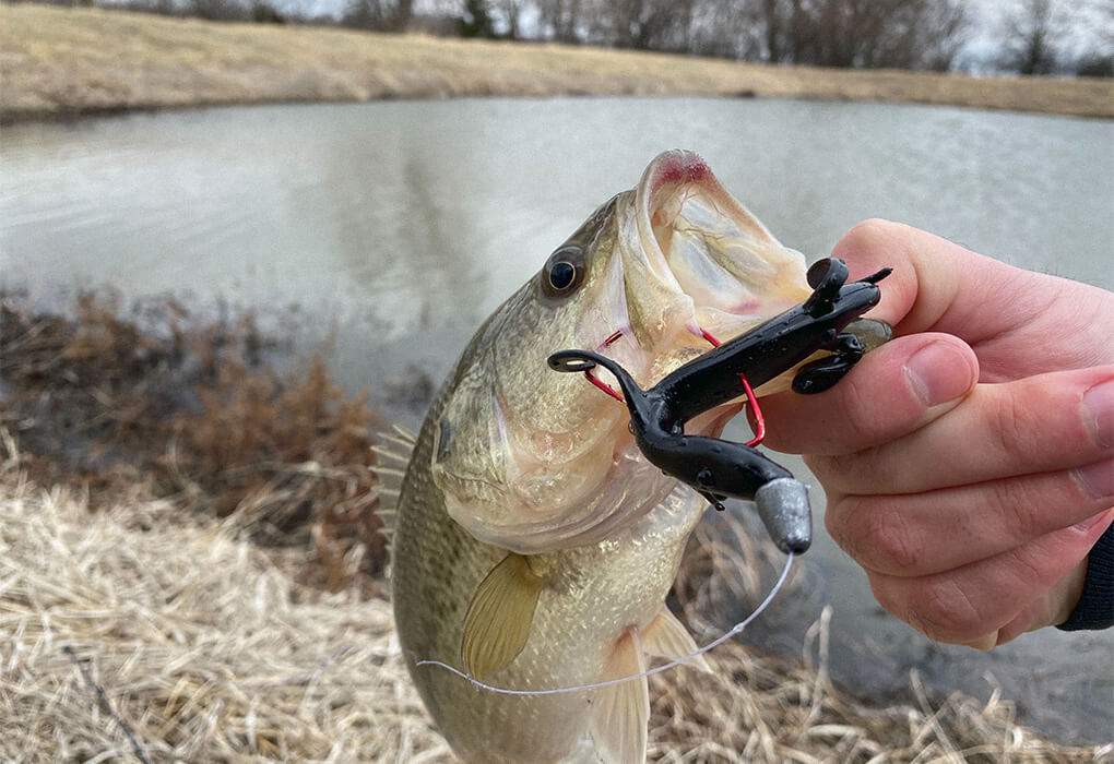 texas rig for bass fishing