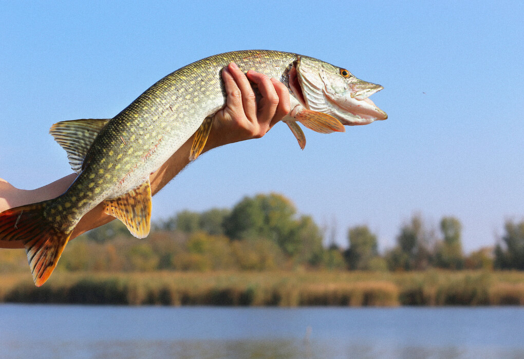 holding a northern pike