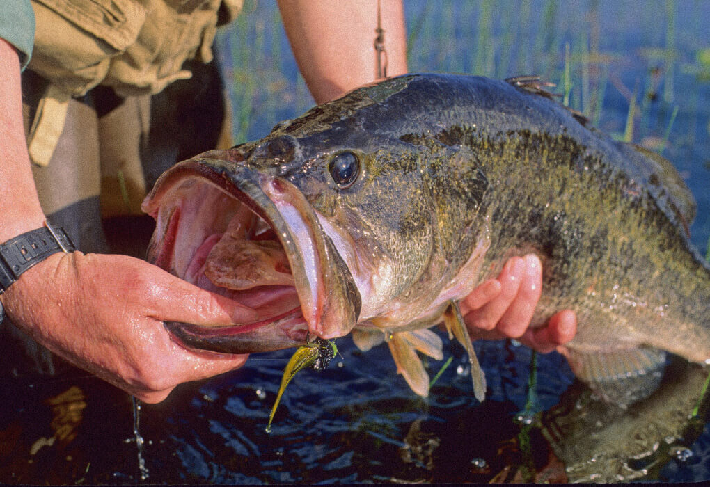 big largemouth bass