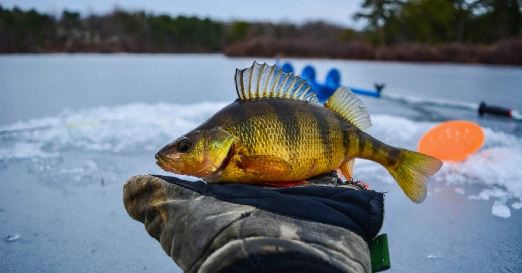 Ice Fishing for Perch: The Only Beginners Guide You Need