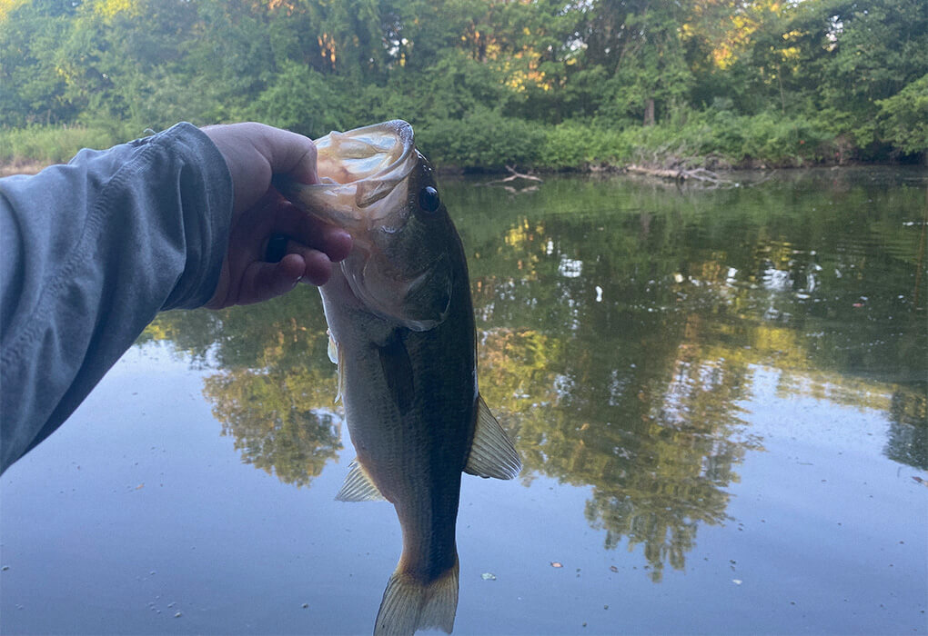 typical/average size largemouth bass fish