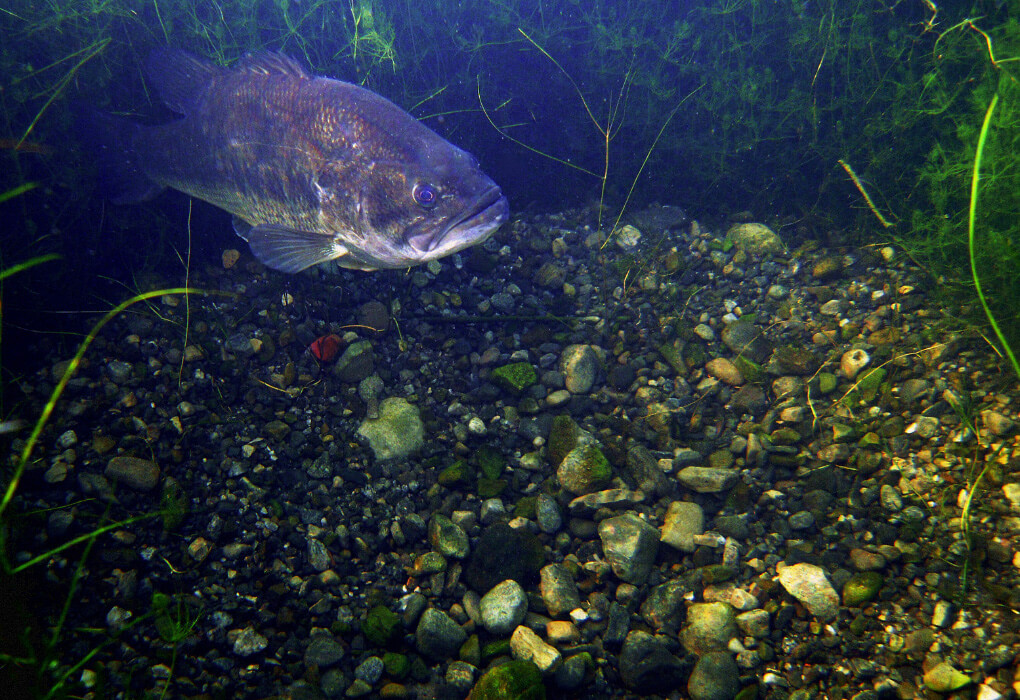 bass fish spawning