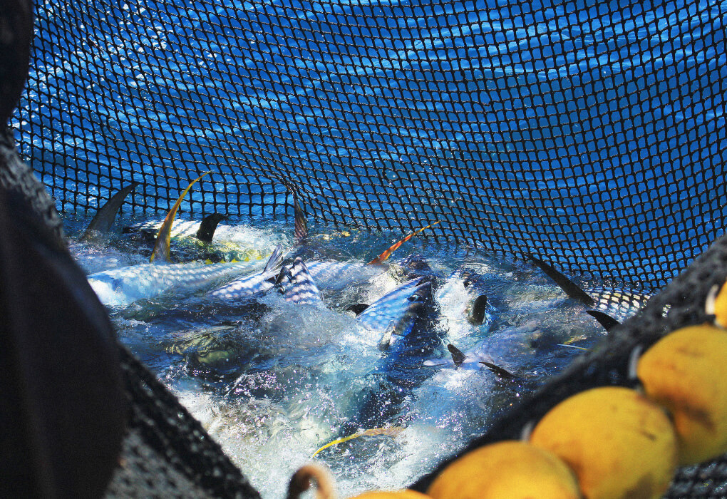 fish caught in a net due to overfishing
