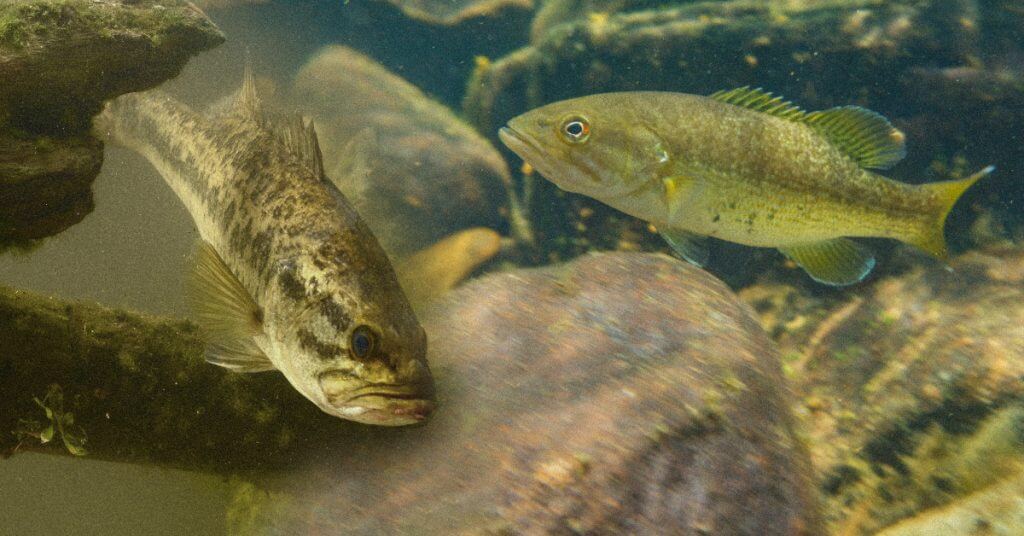 Largemouth Vs. Smallmouth Bass: Quickly Identify the Differences