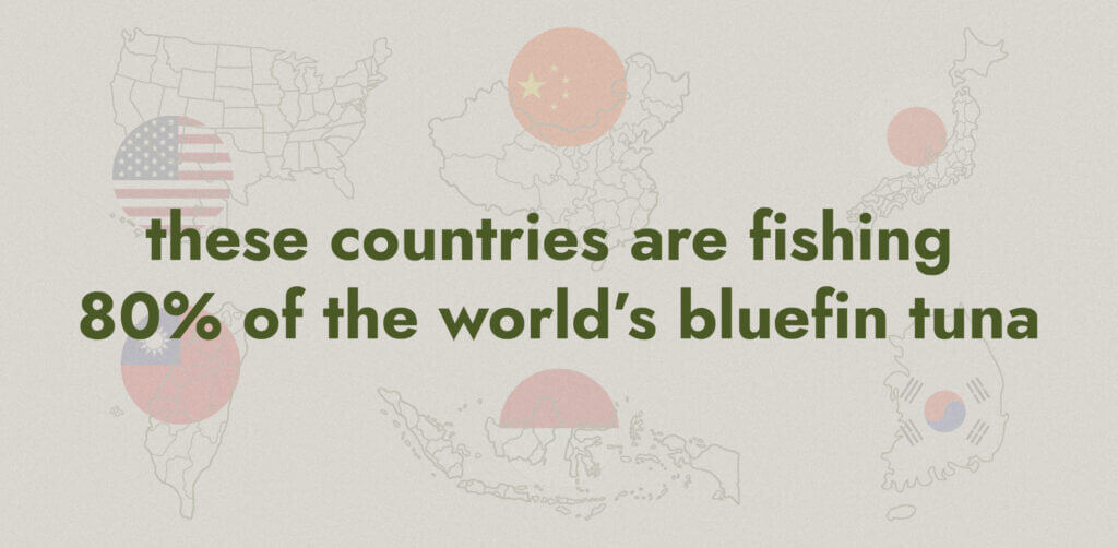 USA china Taiwan japan Indonesia south Korea are fishing 80% of the world's bluefin tuna