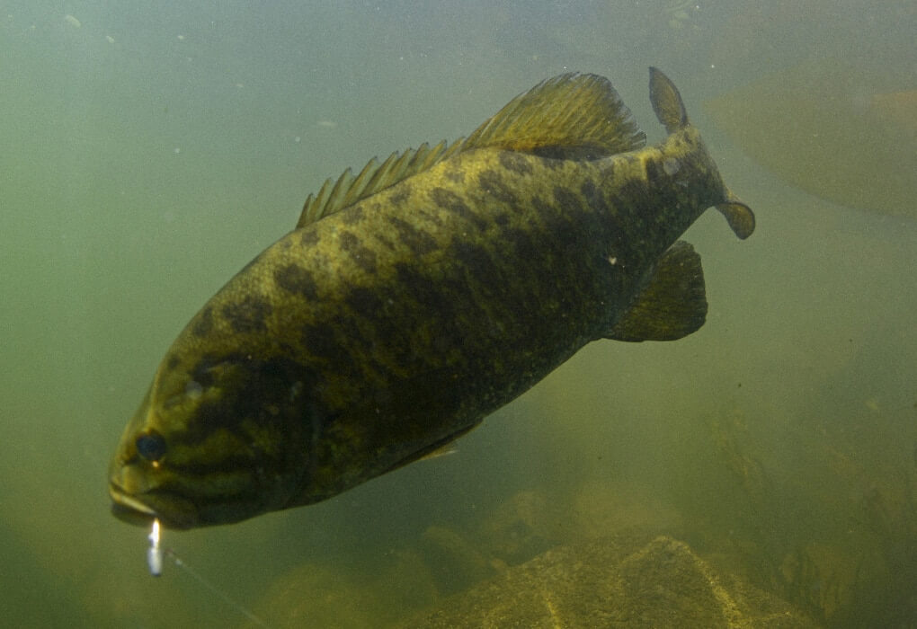 bass fish floating underwater