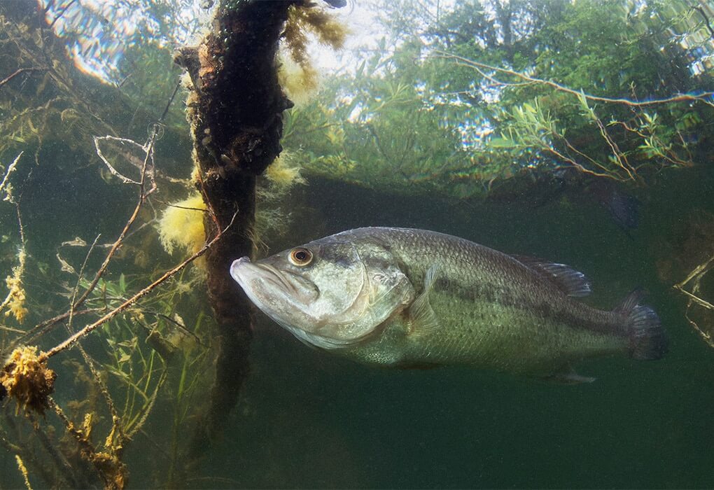 bass fish in shallow waters