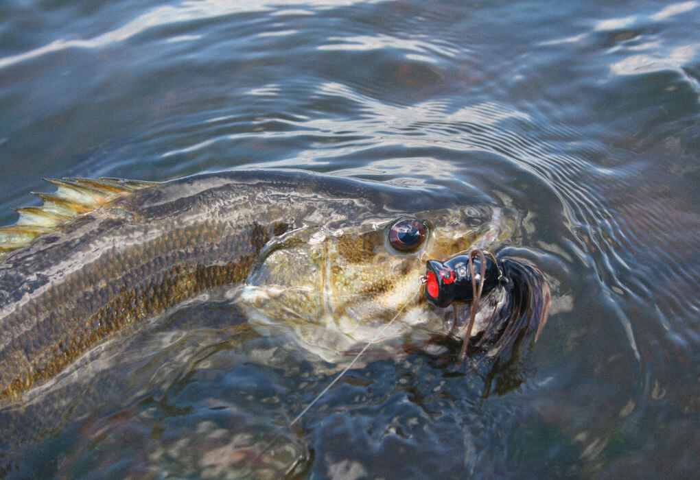 bass fish striking a topwater lure