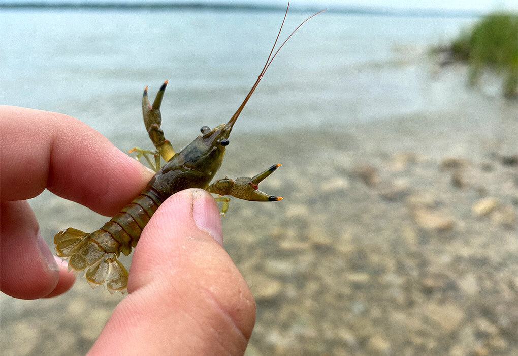 crawfish lure for bass fishing