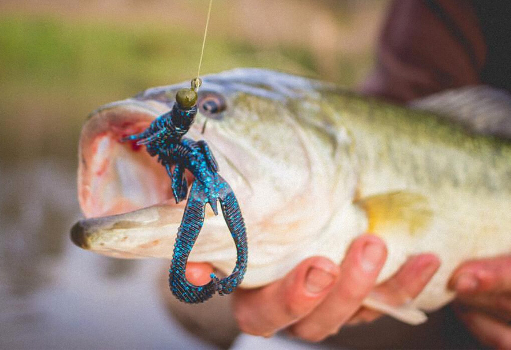 creature bait for bass fishing