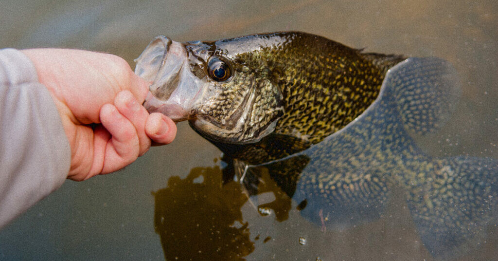 6 Best Fish Finders for Crappie: Not so Crappy Slab Fishing