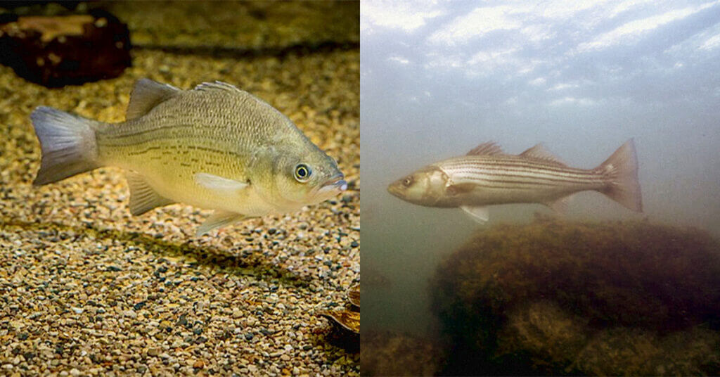Battle of the Basses: Striped Bass vs. White Bass - How to Tell Them Apart