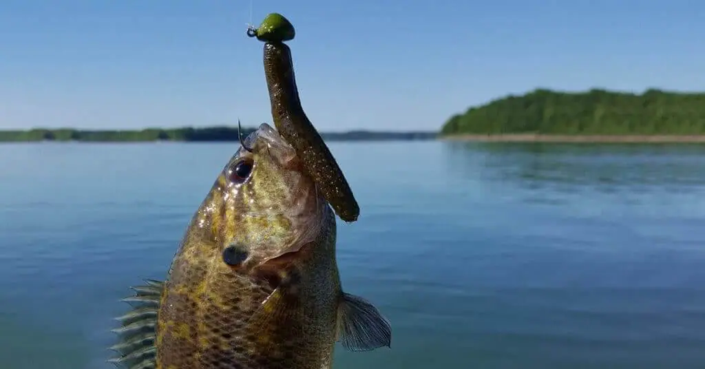 Get The Ultimate Guide on How to Fish a Ned Rig for Bass