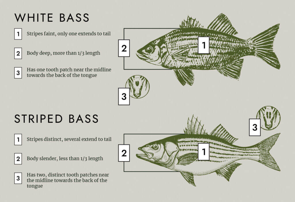 white bass vs striped bass