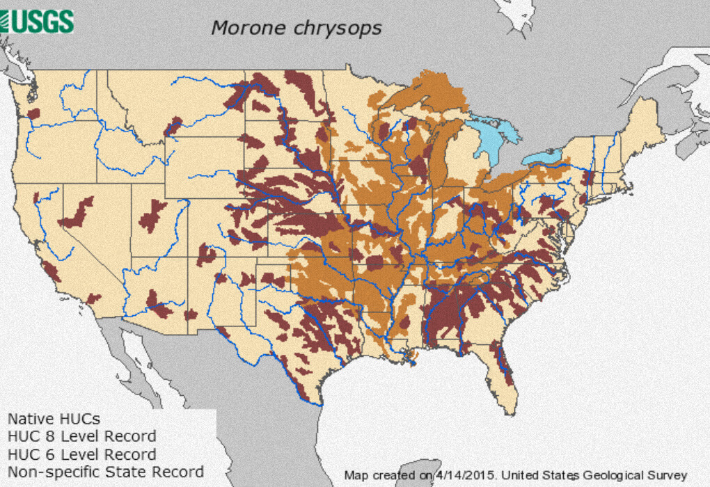 map of where to find white bass