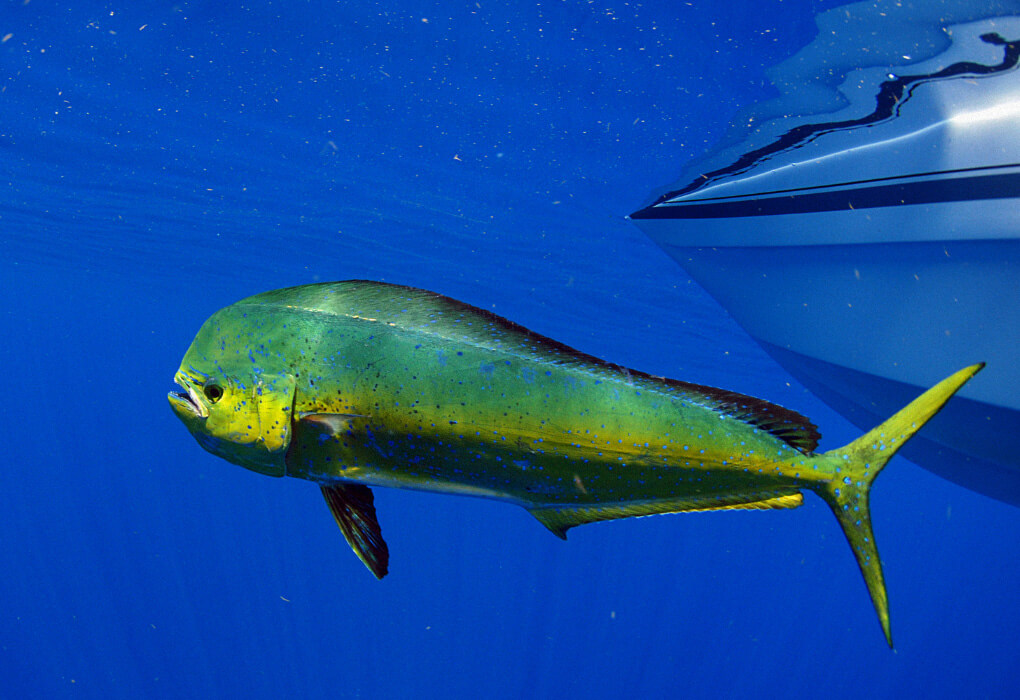 mahi mahi fish