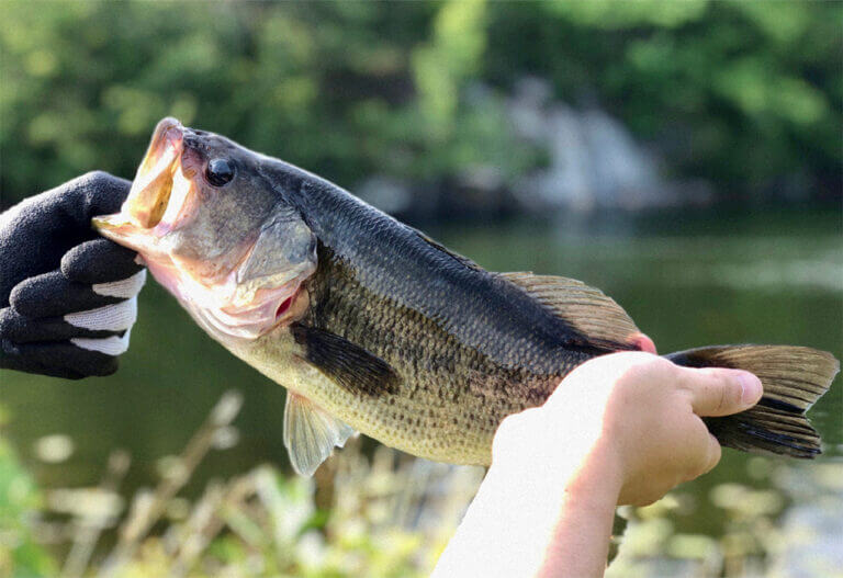 Getting Your Nebraska Fishing License Full Guide