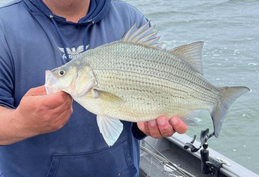 white bass fish