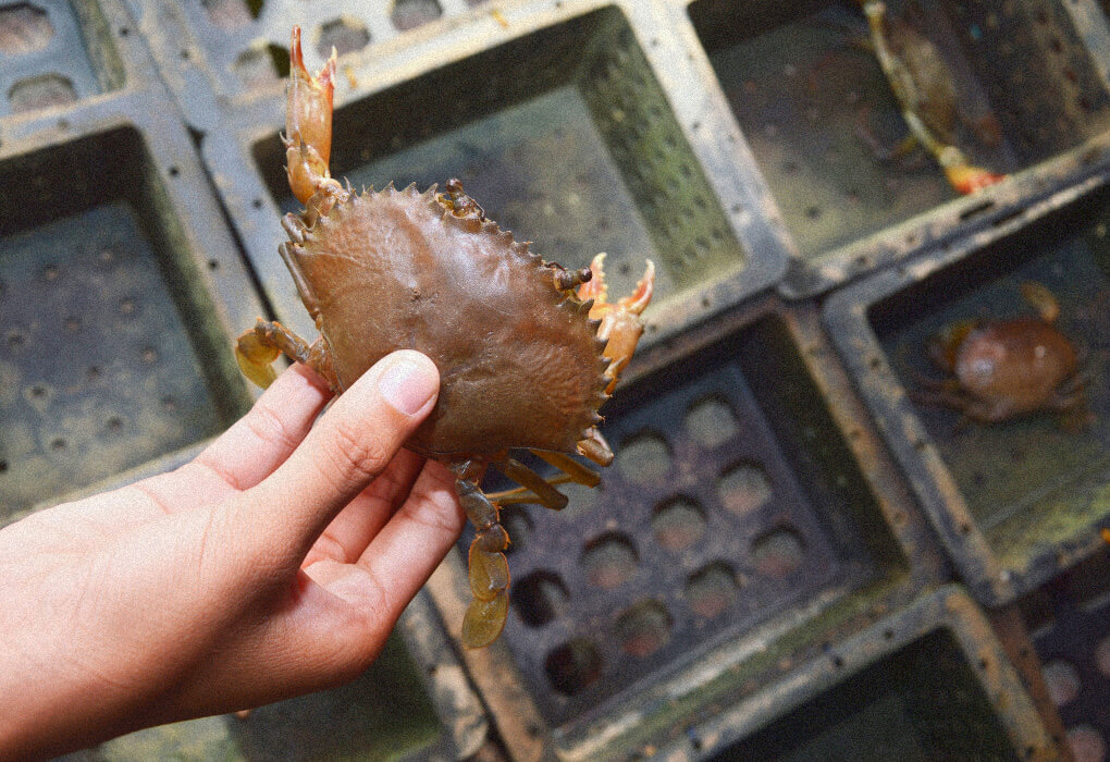 crab fishing in Massachusetts