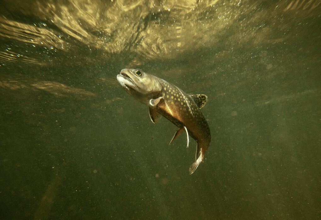 trout fish underwater