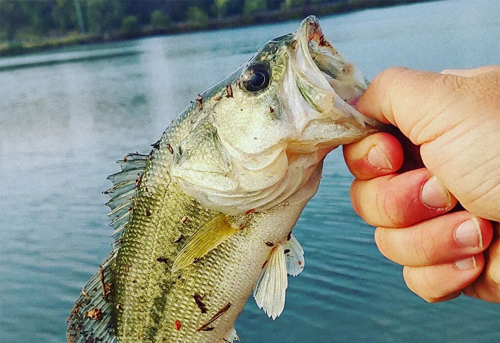 bass fish caught with rooster tail fishing lure