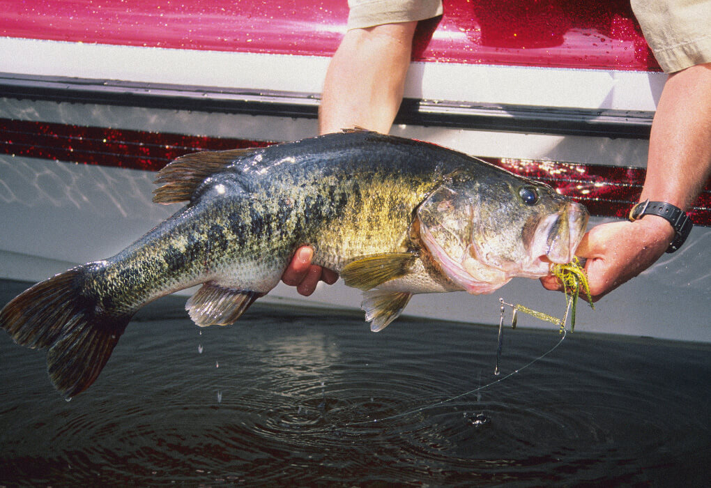 fishing for largemouth bass